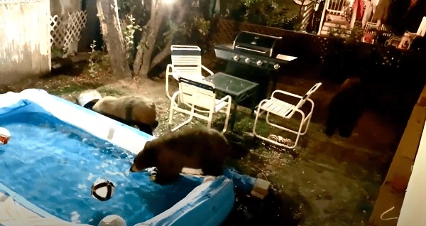 Des Ours Se Faufilent Dans Le Jardin Dune Famille Et Se Rafra Chissent