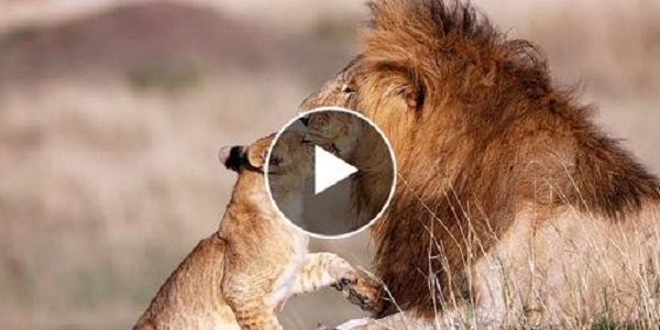 Un lion majestueux fait un câlin à son petit recréant de manière